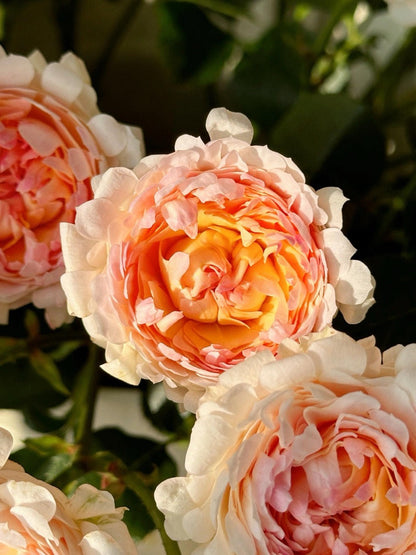 Rare Rose  ‘ Peach Anemone ｜桃子海葵 - New Variety 2023