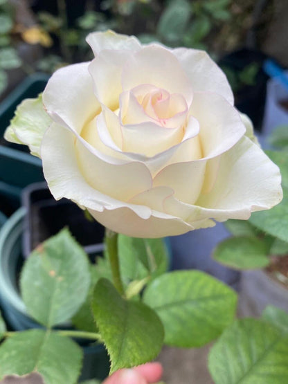 Rose  ’ White Jumilia ｜白艾莎