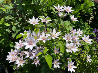 Clematis ‘’Samaritan Jo| 撒马利亚乔‘’