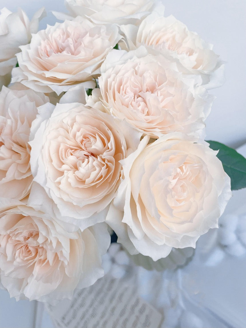 Rose  ‘ Royal Diva｜歌剧皇后'