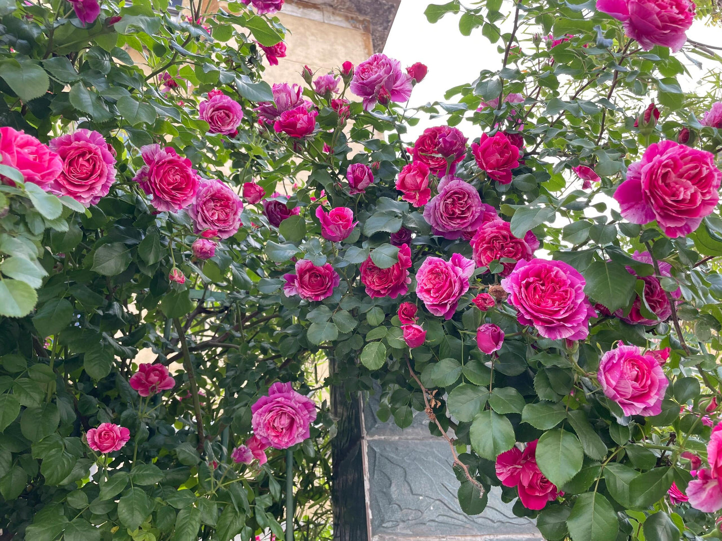 Striped Rose ’ Ines Sastre ｜伊蕾莎斯特 ‘