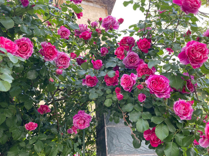 Striped Rose ’ Ines Sastre ｜伊蕾莎斯特 ‘