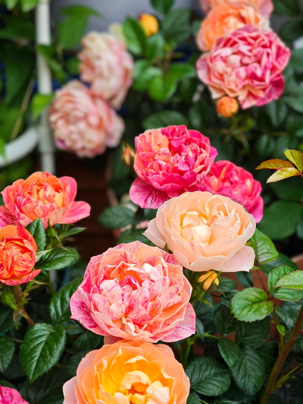 Rose 'Juice Splash' 果汁飞溅