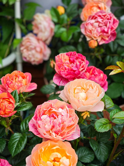 Rose 'Juice Splash' 果汁飞溅