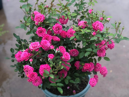 Shrub Rose 'Marriotta | 马里奥塔 '