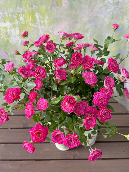 Shrub Rose 'Marriotta | 马里奥塔 '