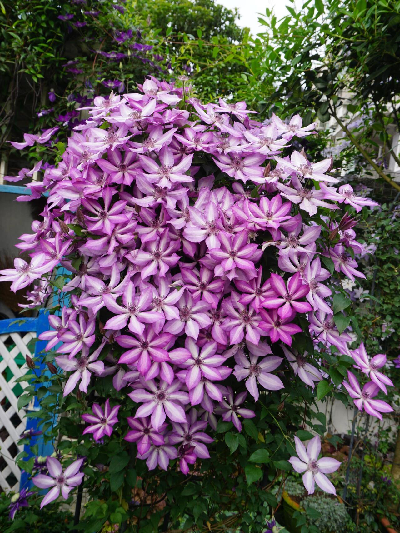 Clematis ‘’Lizard｜トカゲ |蜥蜴 ‘’