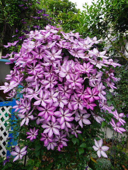 Clematis ‘’Lizard｜トカゲ |蜥蜴 ‘’