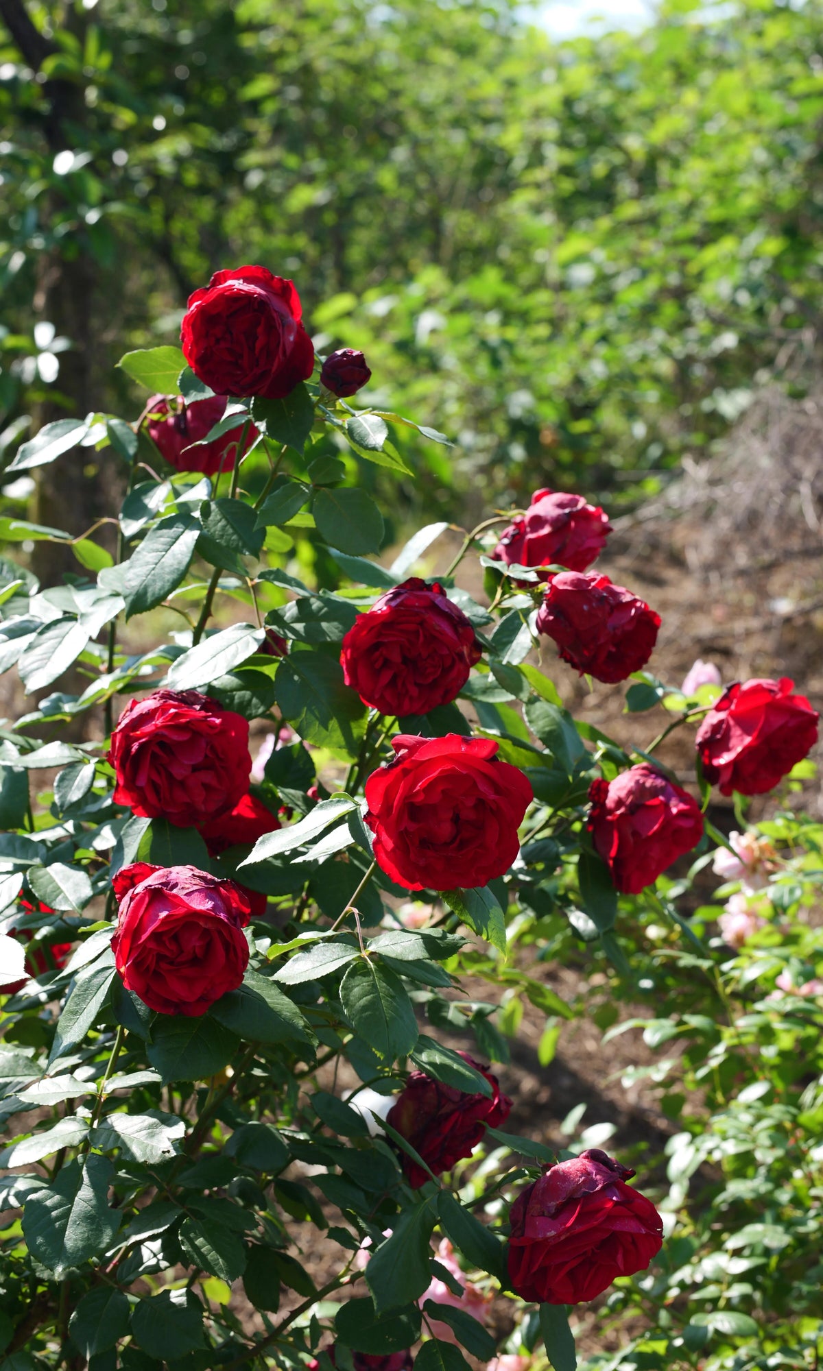 Rose 'Admiral' 海上将军