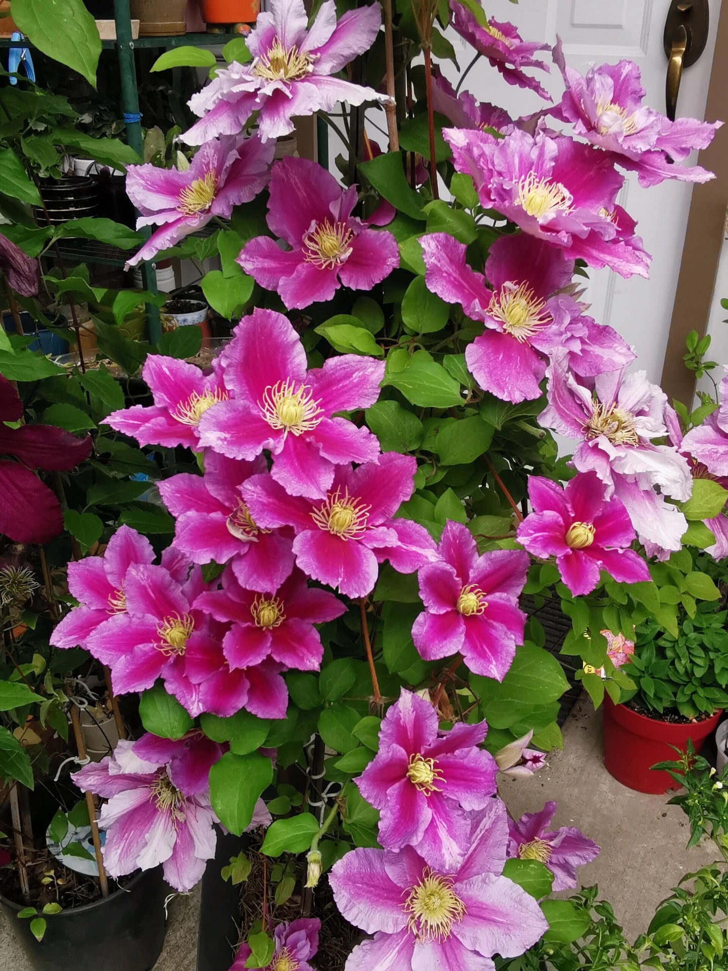 Clematis ‘’Piilu｜小鸭‘’