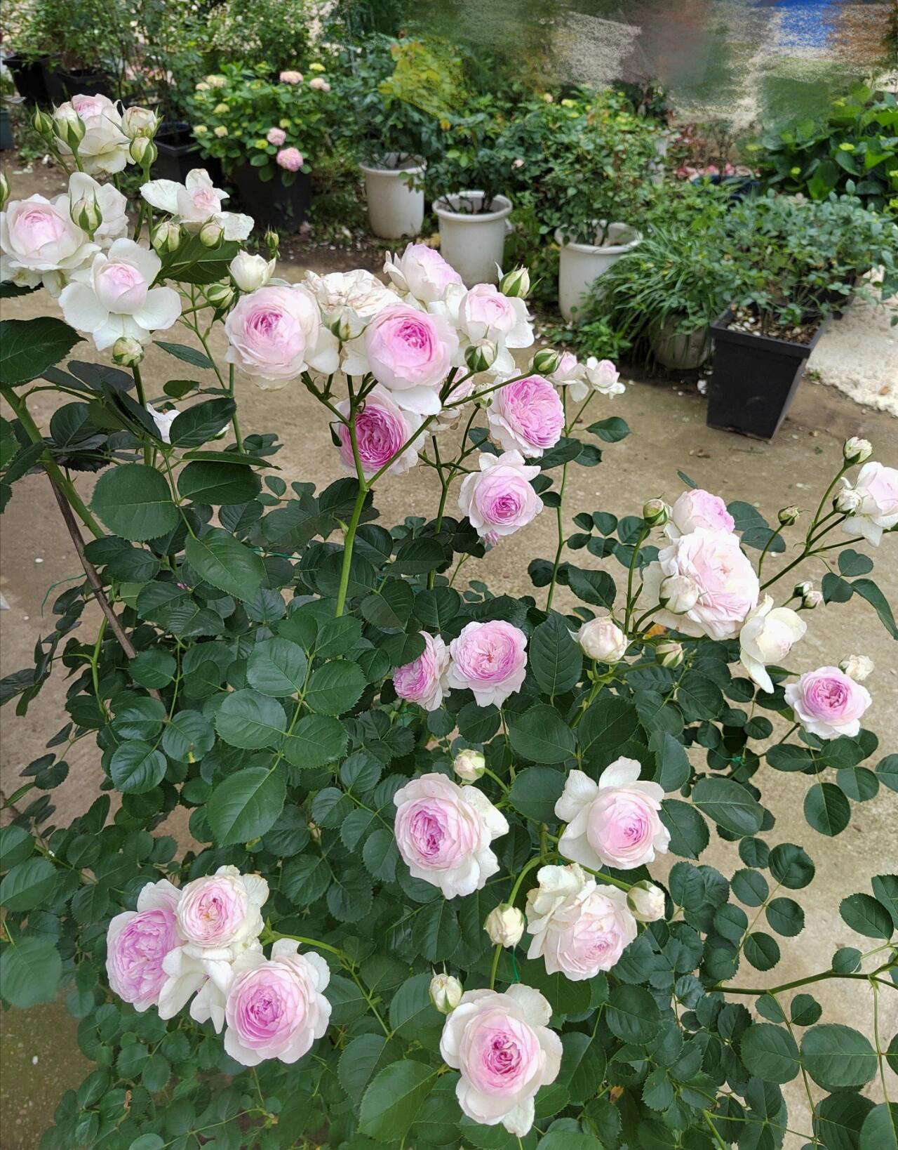 Rose【Vesalius】-1.5 Gal OwnRoot LivePlant｜Prolific Bloomer｜Abundant Blooms｜Strong Fragrance｜萨维里｜Bun-shaped Petals｜Tall Growth｜Upright Habit