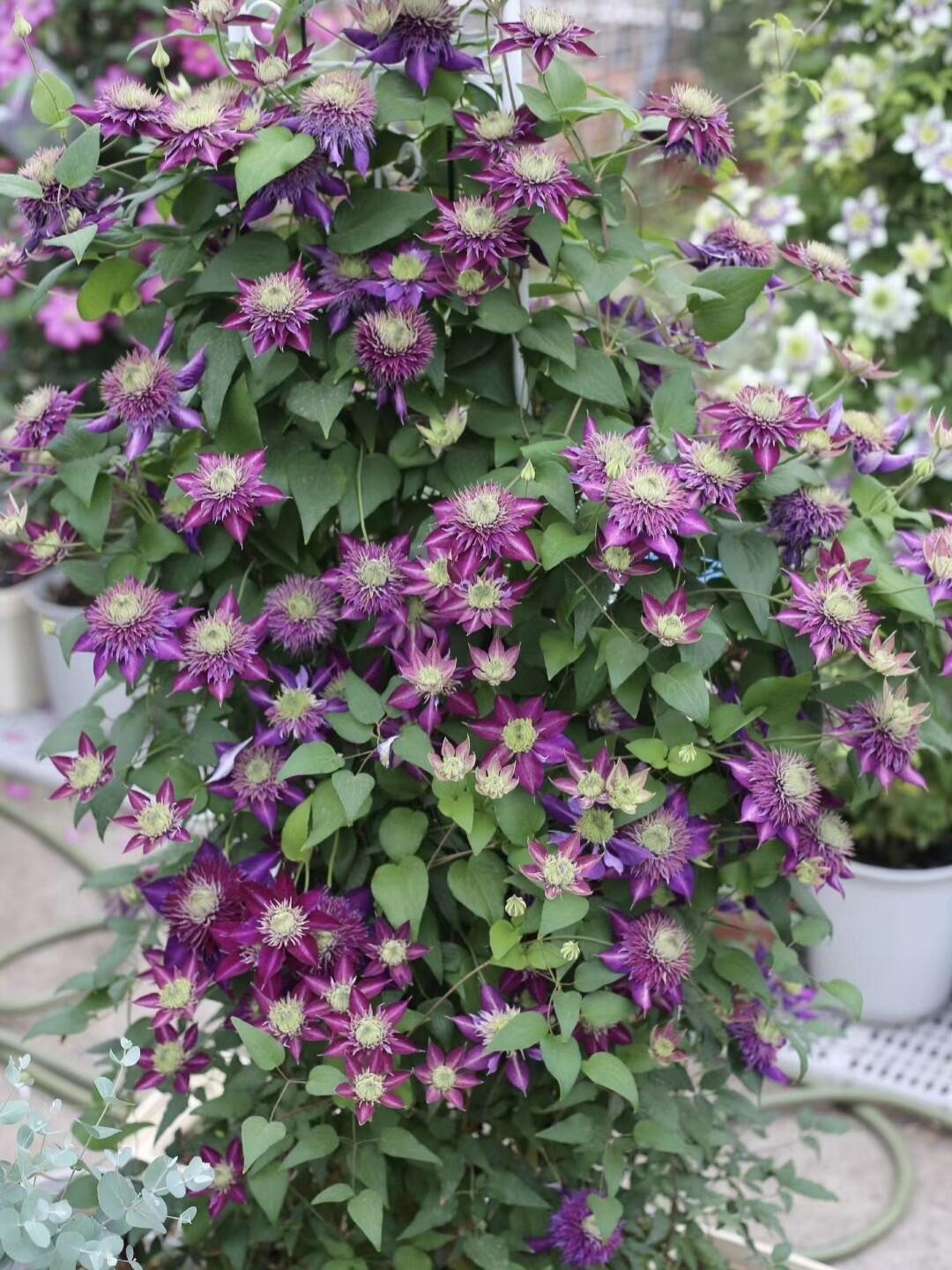 Clematis ''Shishimaru | ししまる| 紫子丸''