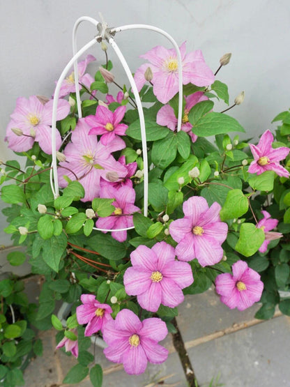 Clematis ‘’Comtesse de Bouchaud| 包查德 女侯爵‘’