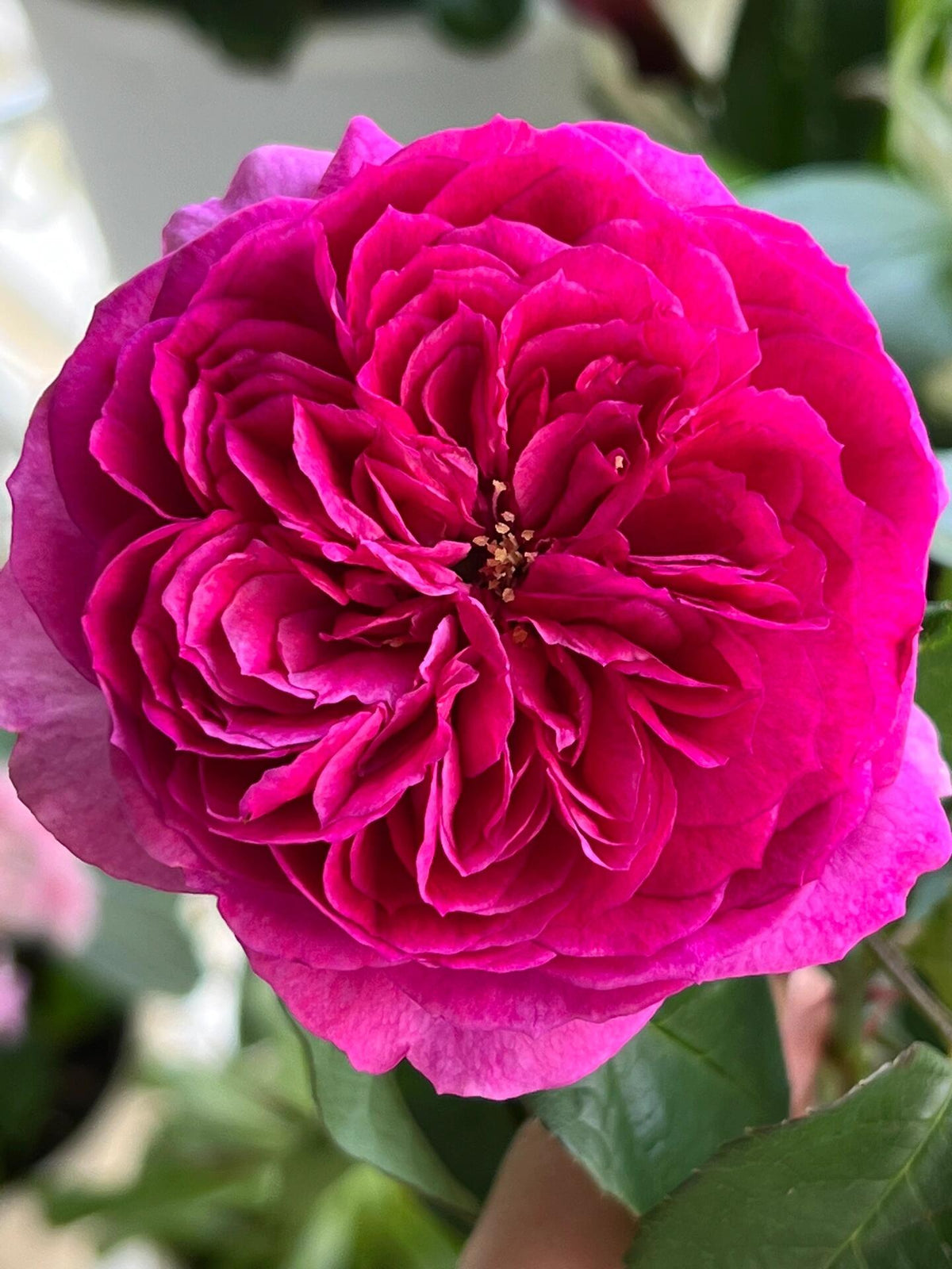 Rose  ‘ Ci Xuan| 慈萱|  - New Variety 2020