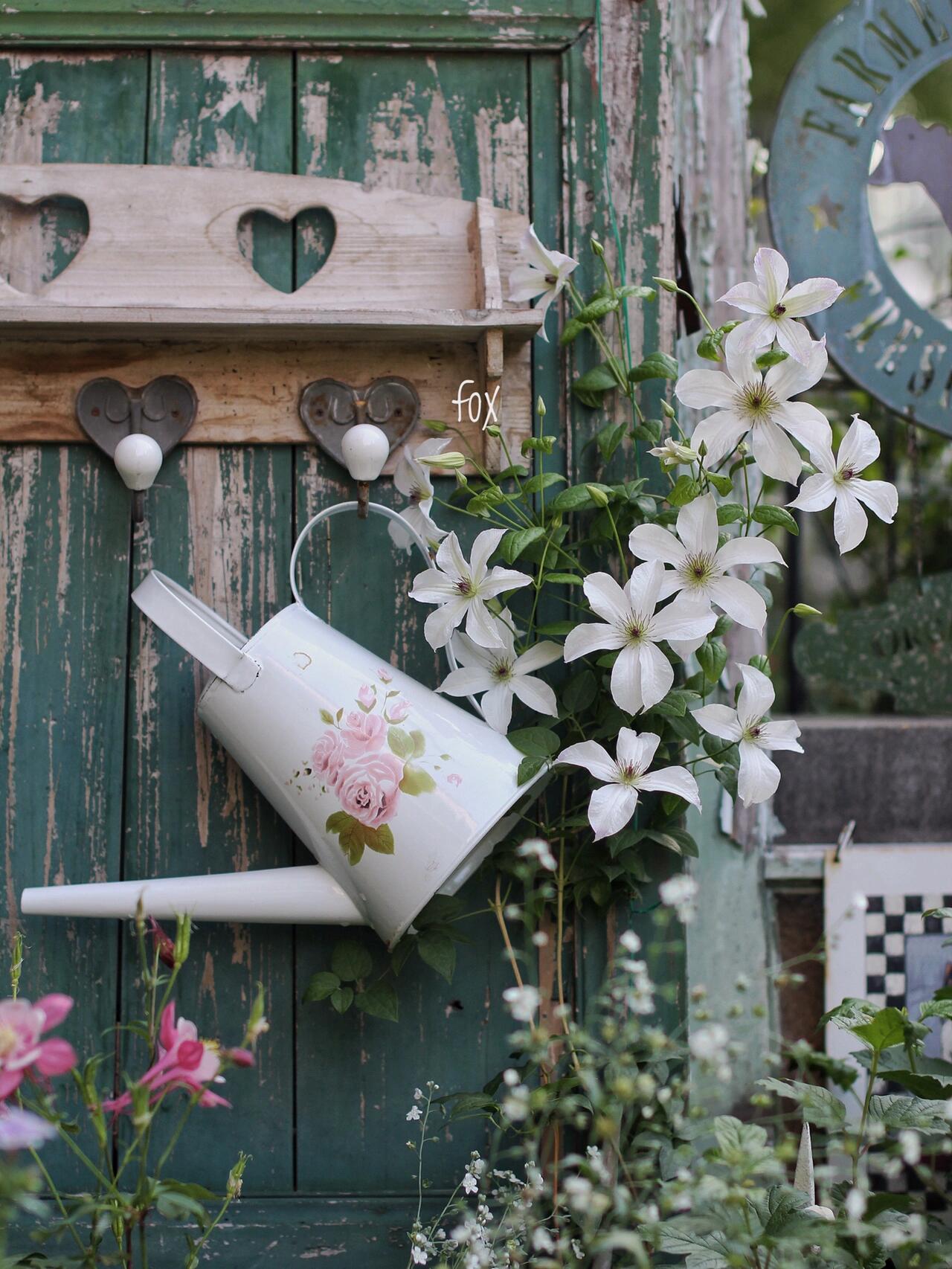 Clematis ‘’Forever Friends｜Zofofri｜ 永远的朋友‘’