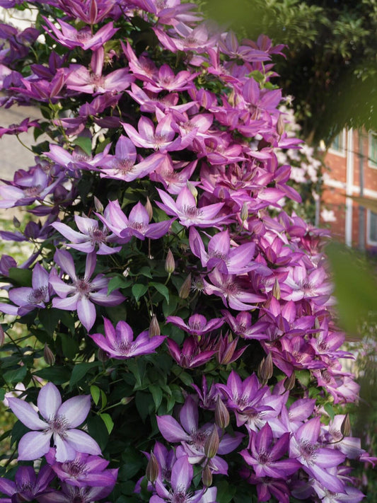 Clematis ‘’Lizard｜トカゲ |蜥蜴 ‘’