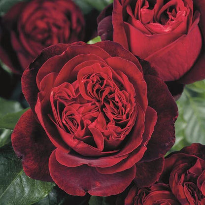 Rose 'Admiral' 海上将军