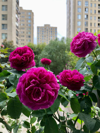 Rose  ‘ Ci Xuan| 慈萱|  - New Variety 2020