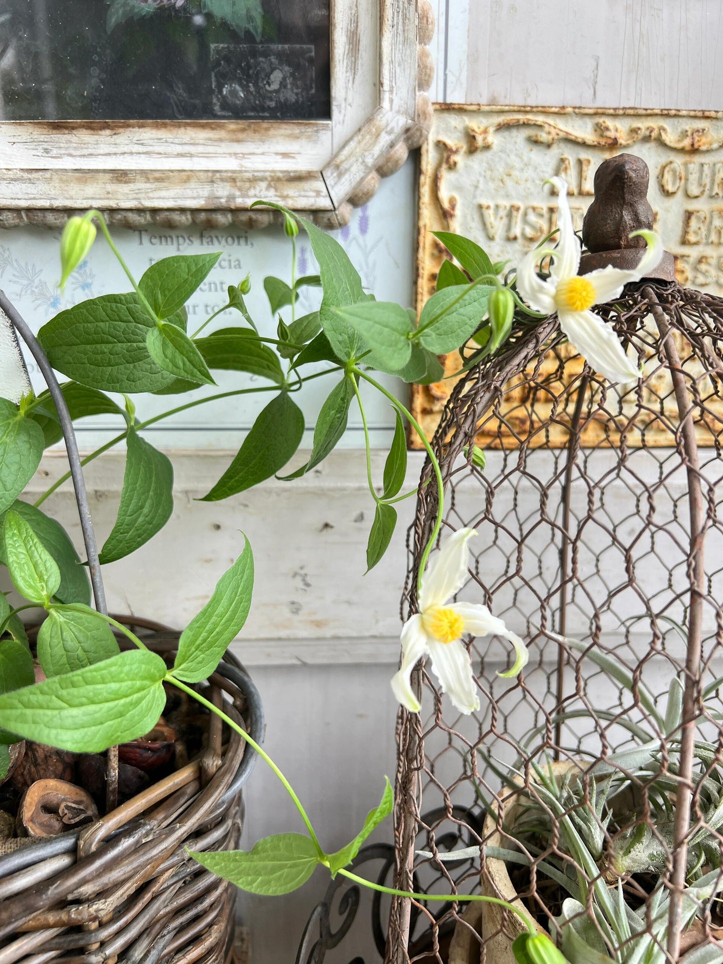 Jasmine Clematis ''Hakuree | ハクレイ| 白麗| 哈库里''