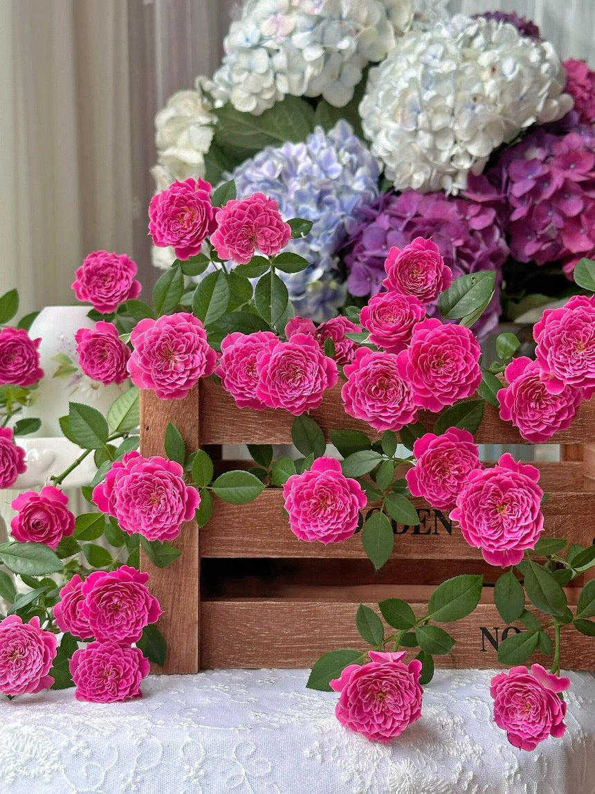 Shrub Rose 'Marriotta | 马里奥塔 '
