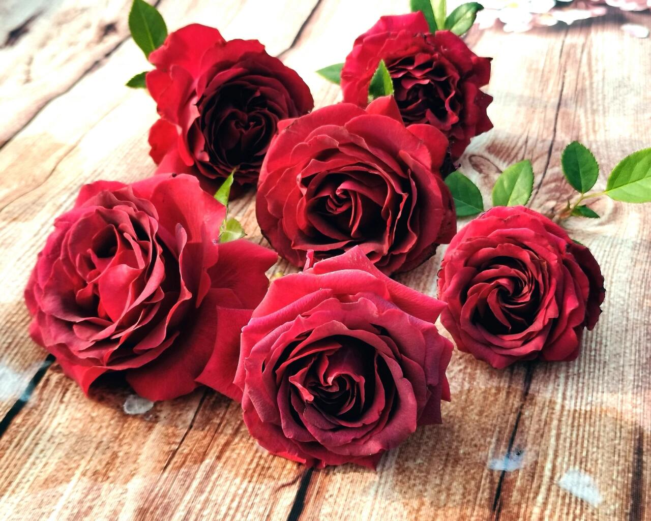 Rose  ’ Belles Rives |  美人丽芙