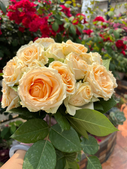 Rosa ‘Peach Avalanche  | 蜜桃雪山 ’ - Award