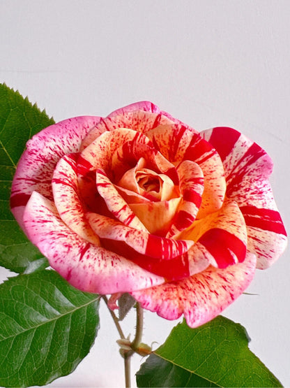 Striped Rose  ’ All American Magic ｜全美魔术