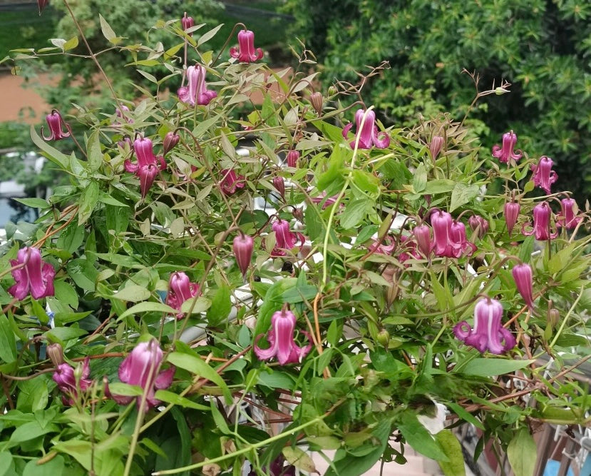 Clematis ‘’Princess Red| 绯红公主‘’