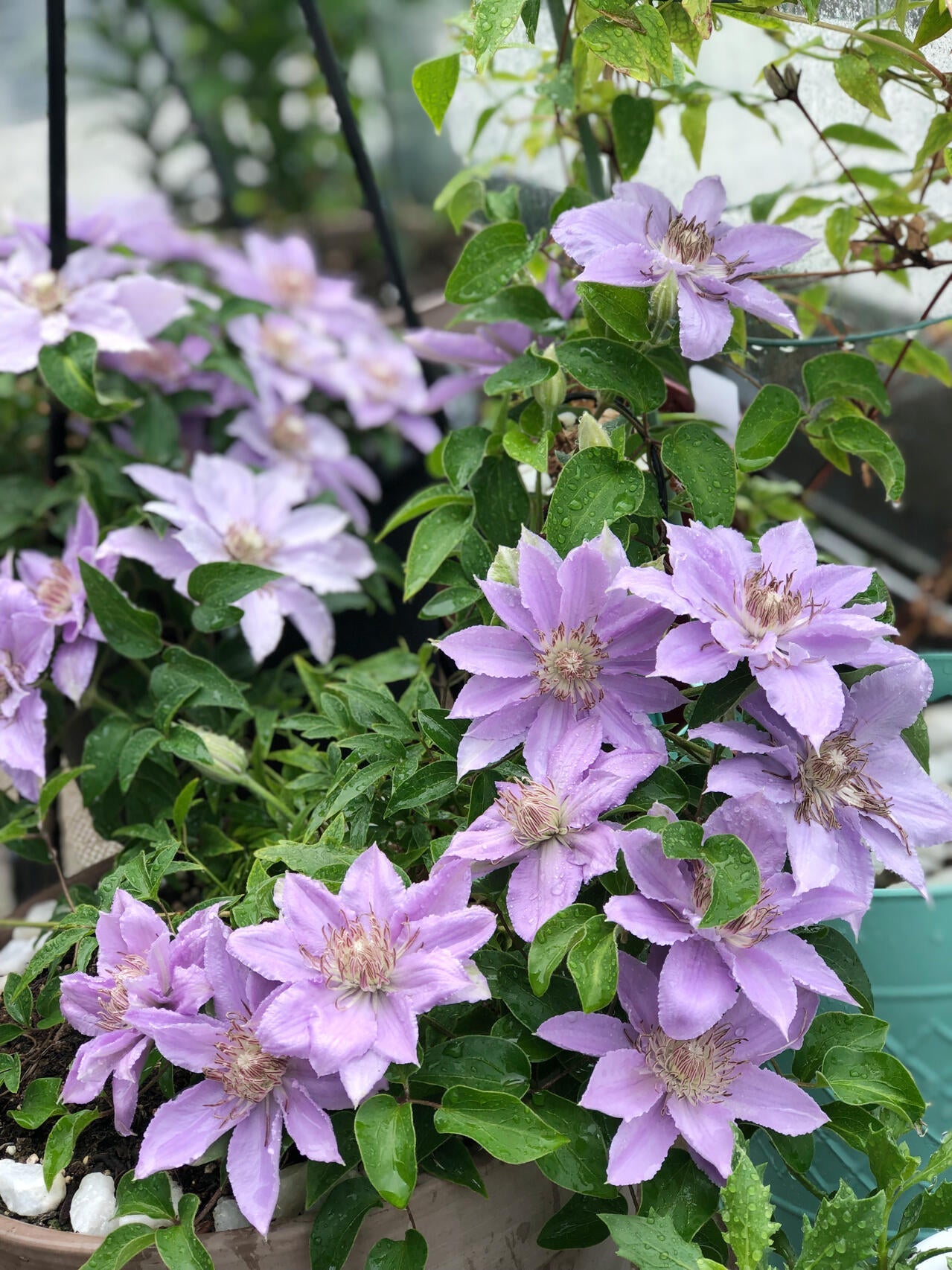 Clematis ‘’Filigree｜金银丝/ 故里‘’