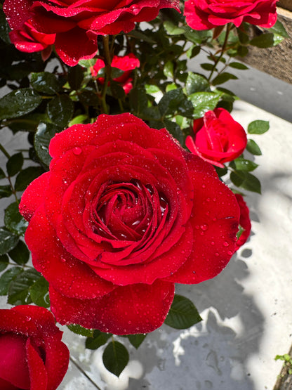 Rose ’ Red Velvet ｜ 红丝绒
