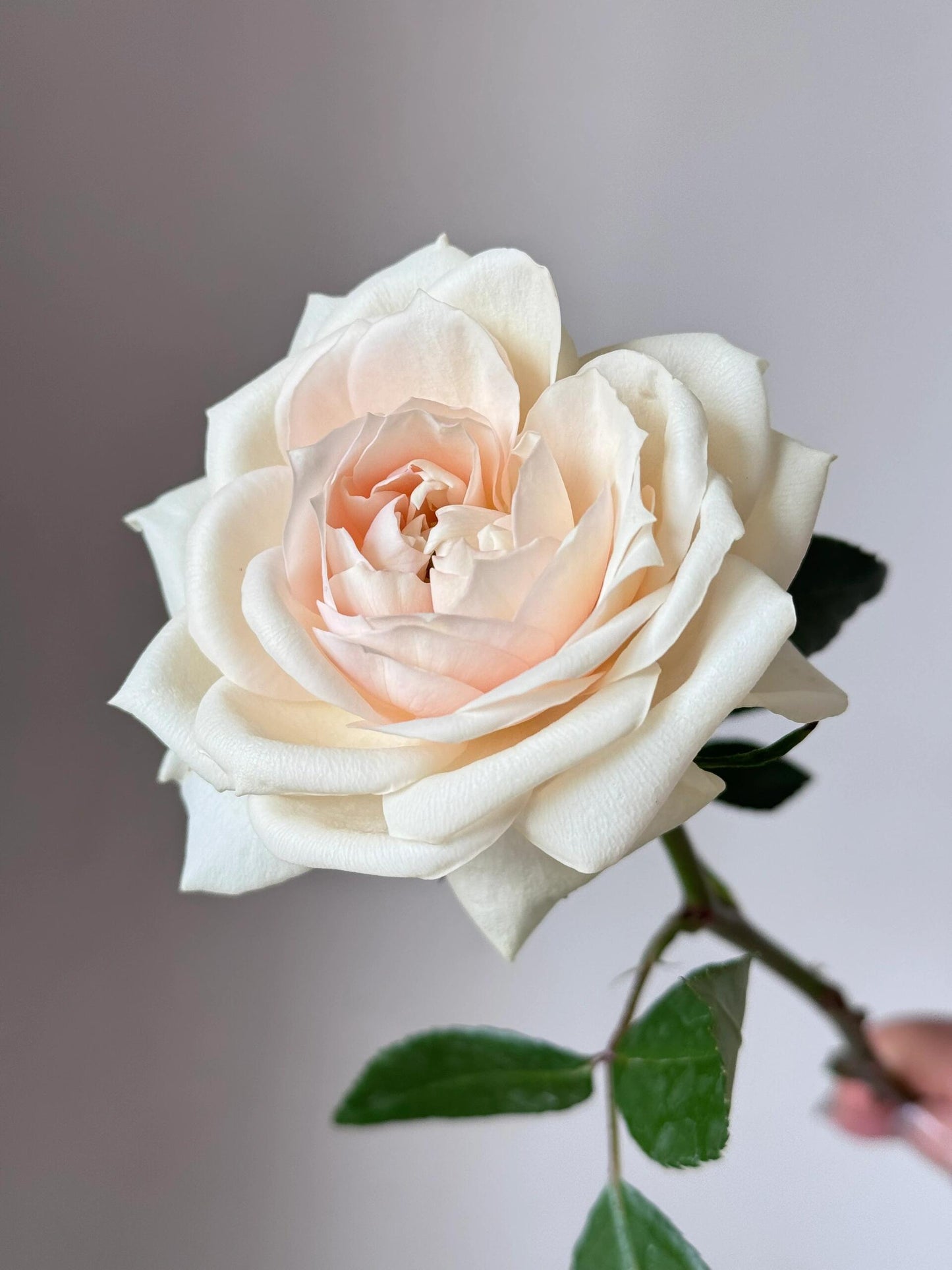 Rose  ‘ Royal Diva｜歌剧皇后'
