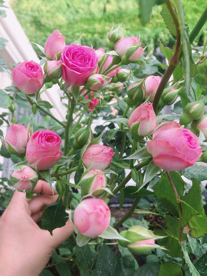 Prolific Rose  ‘ Super Sensation ｜粉多头/ 超感
