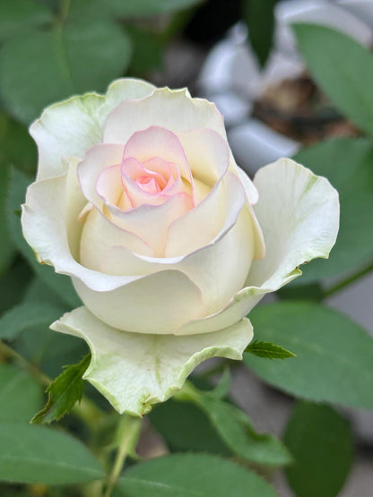 Rose  ’ White Jumilia ｜白艾莎