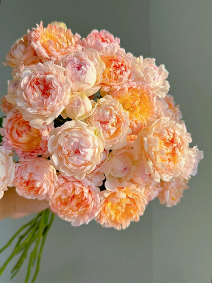 Rare Rose  ‘ Peach Anemone ｜桃子海葵 - New Variety 2023