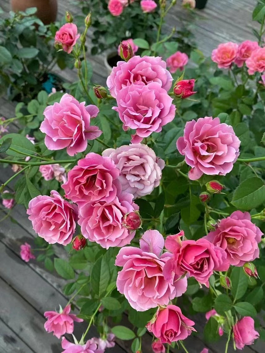 Rose ‘Aoi |あおい|葵 ’