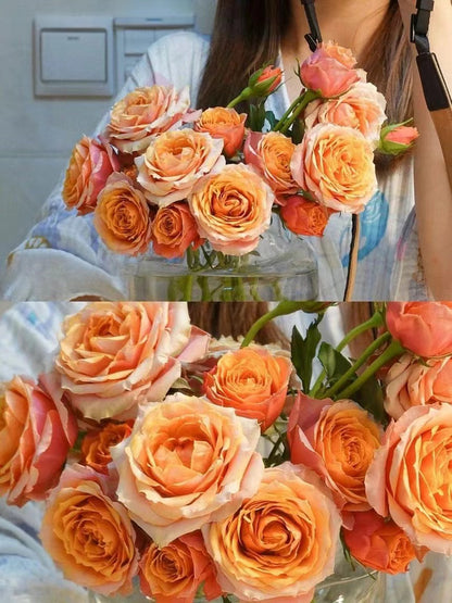 Rose 'Napoli Forever｜永远的那不勒斯 '
