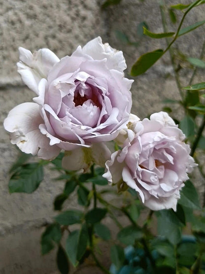 Rose ‘ Lucifer｜ルシファー | 光の天使 | 路西法
