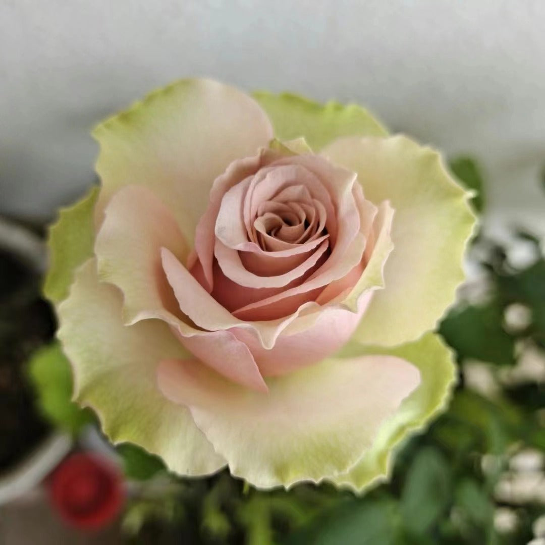 Rose 'Kaoruko ｜カオルコローズ| 熏子 玫瑰 '