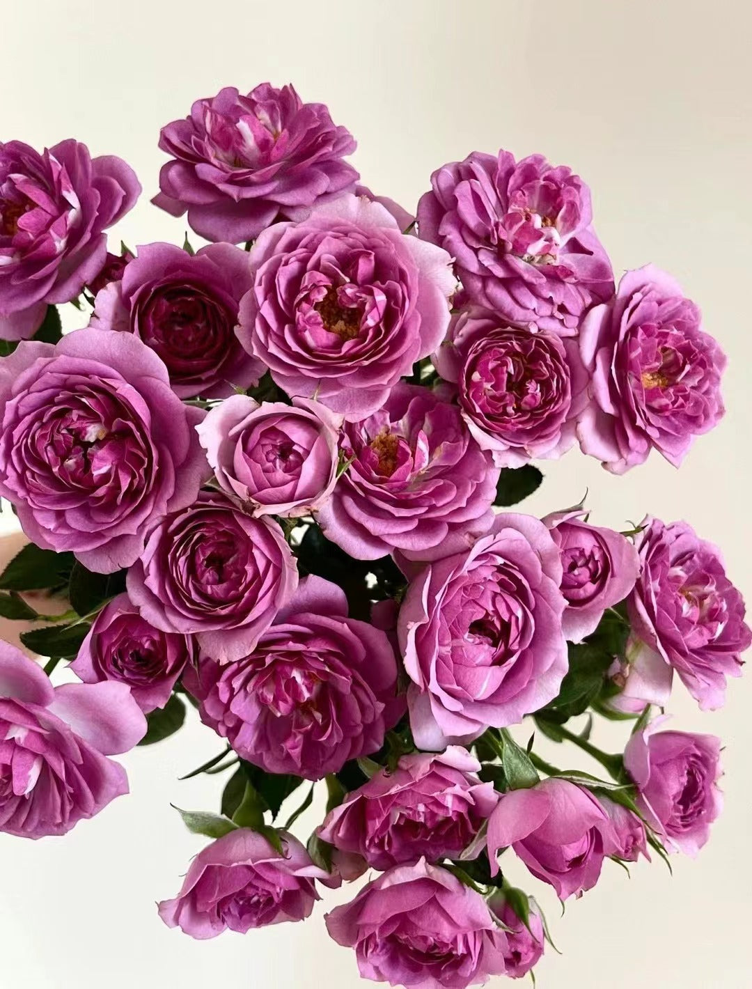 Rose 'Lavender Veranda｜薰衣草门廊'