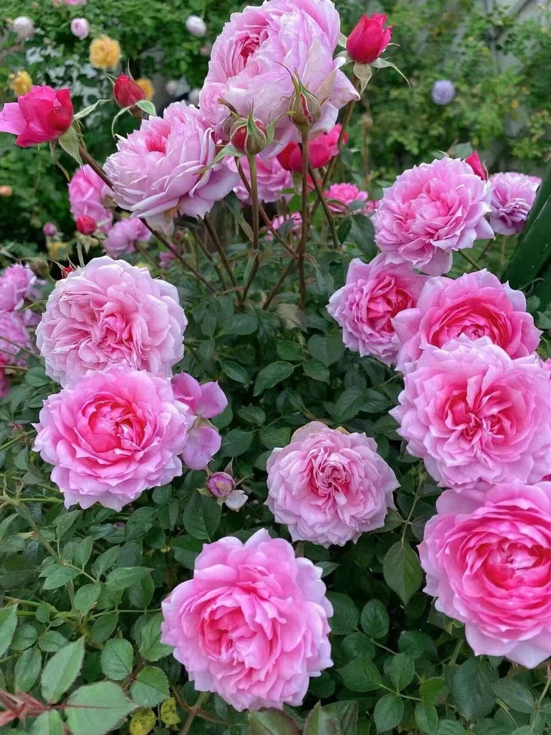 Rose 'Fée Clochette | フェクロシェット｜铃之妖精  '
