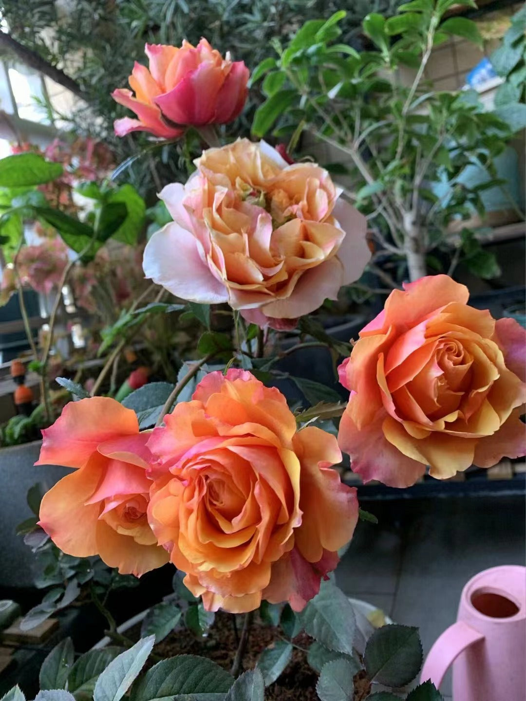 Rose  'El Paso ｜艾帕索 '  - Award winning