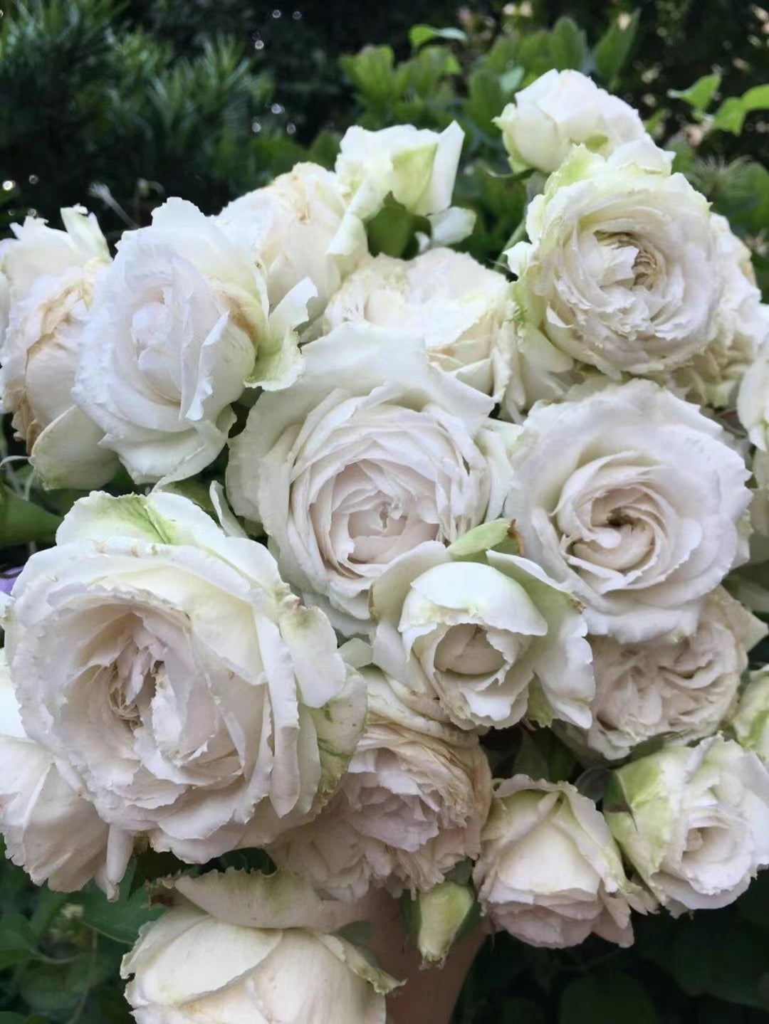Rose 'Creed｜クリード ｜信念 ' - New Variety- 2020 | Award-winning