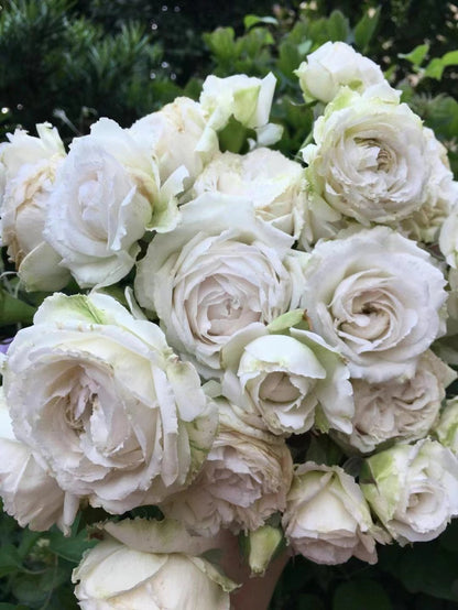 Rose 'Creed｜クリード ｜信念 ' - New Variety- 2020 | Award-winning