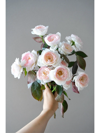 Rose ’Lapin  | ラパン | 小兔子‘