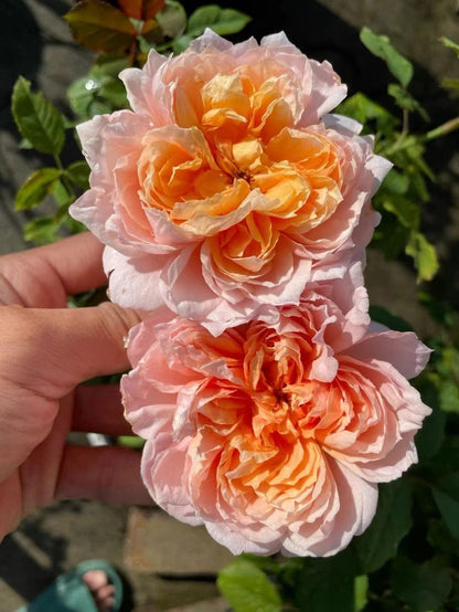Rare Rose 'Tao Ran ｜桃染 ｜天狼月季'