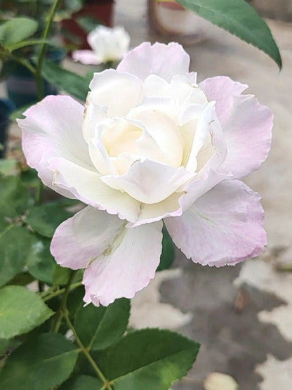 Rose 'Le Blanc ｜ル ブラン｜乐柏 '