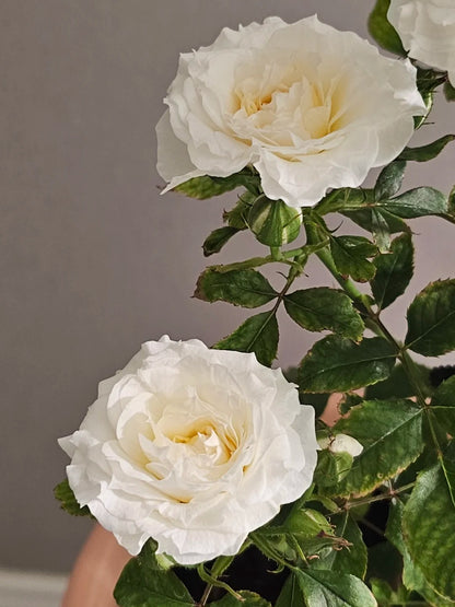 Rose ‘  lce Cream Balcony | 冰淇淋阳台 ’