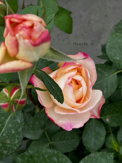 Yves Rose  'Classic Perfume | クラシック| 伊芙古典香水'