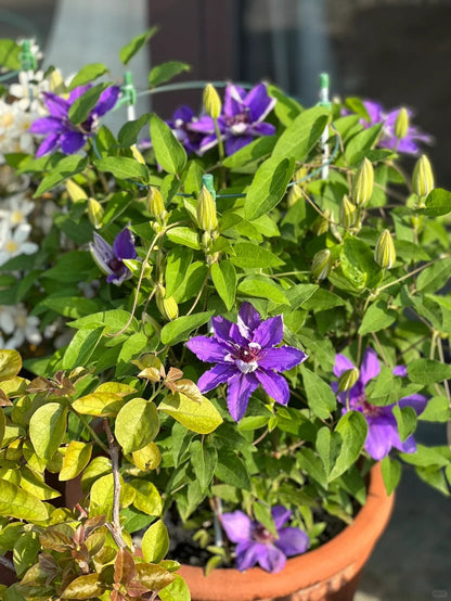 Clematis ‘’Parisienne |巴黎风情‘’