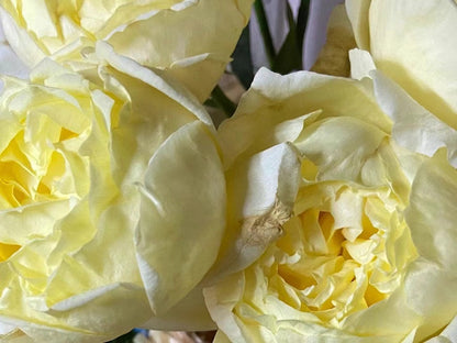 Yves Rose 'Gold Yves Piaget | 伊芙金伯爵'